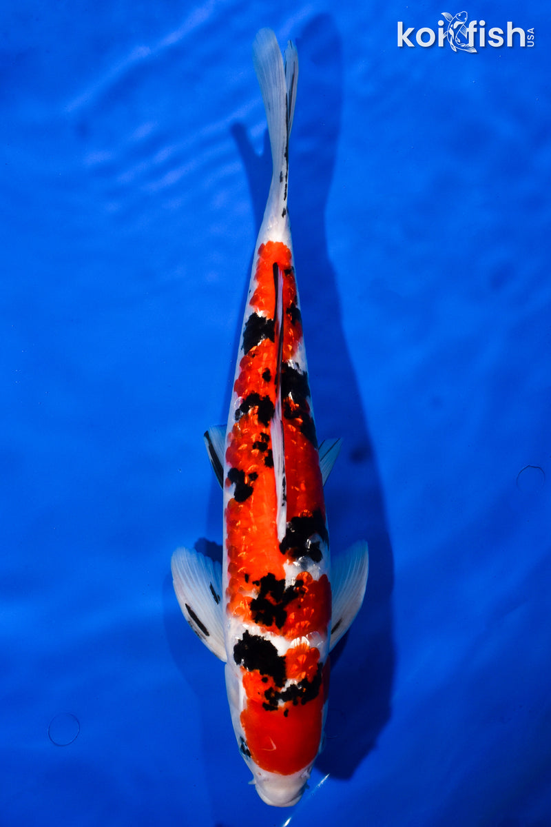 14" GINRIN SANKE