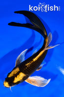 7.75" KI MATSUBA BUTTERFLY
