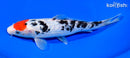 9.5" ARAGOKE KUCHIBENI SANKE