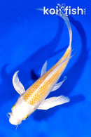 7.5" LEMON HARIWAKE BUTTERFLY