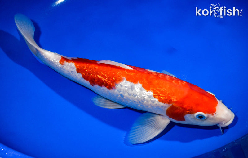 13.5" GINRIN KOHAKU