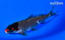 5.5" BENI MATSUKAWABAKE