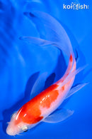 6" KOHAKU BUTTERFLY