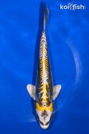 7.25" KIN KIKOKURYU