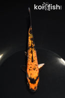 5.5" ARAGOKE KIN HI UTSURI