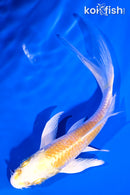 5" GINRIN LEMON HARIWAKE BUTTERFLY