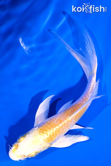 5" GINRIN LEMON HARIWAKE BUTTERFLY