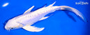 8.25" DOITSU PLATINUM OGON BUTTERFLY