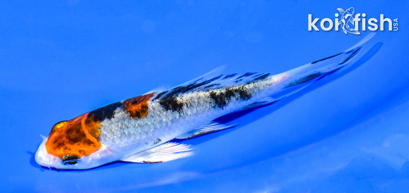 4.5" YAMATO NISHIKI BUTTERFLY