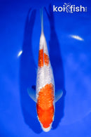 8.25" GINRIN NIDAN KOHAKU