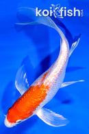 6.75" GINRIN HARIWAKE BUTTERFLY