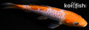 5.25" DOITSU OCHIBA SHIGURE