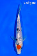 5" GINRIN TANCHO SANKE