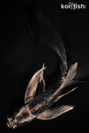 5.75" BENI KIKOKURYU BUTTERFLY