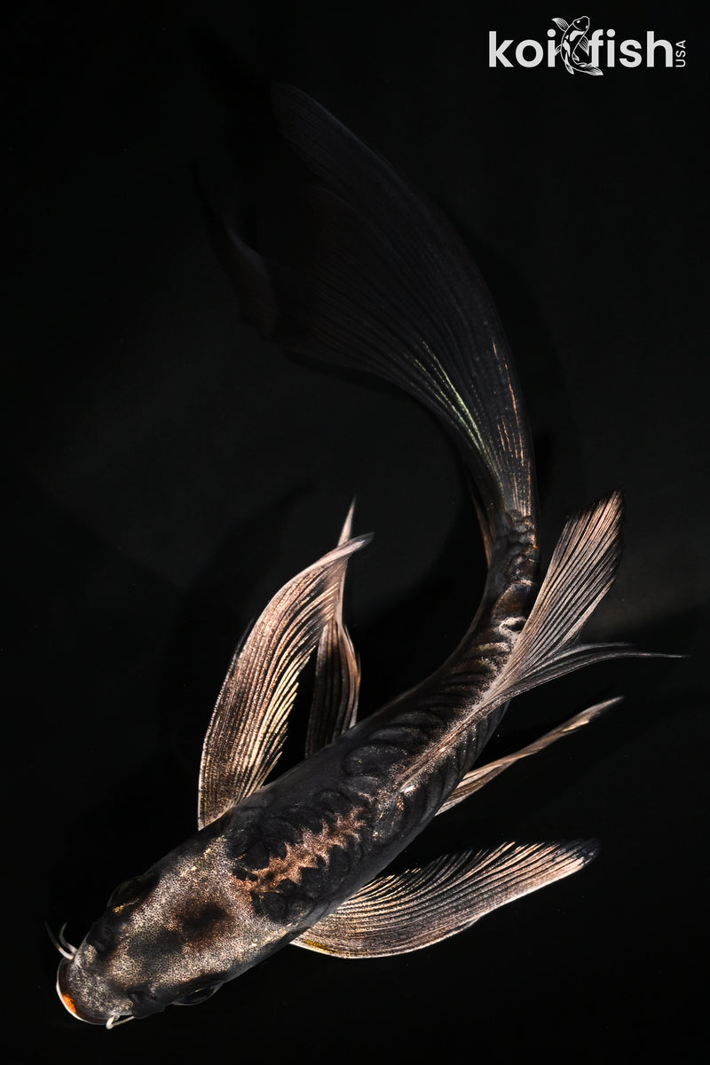 5.75" BENI KIKOKURYU BUTTERFLY