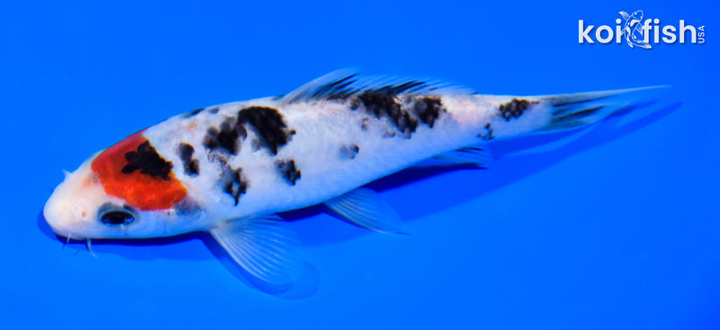5.25" SANKE