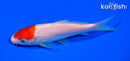 5.5" KOHAKU