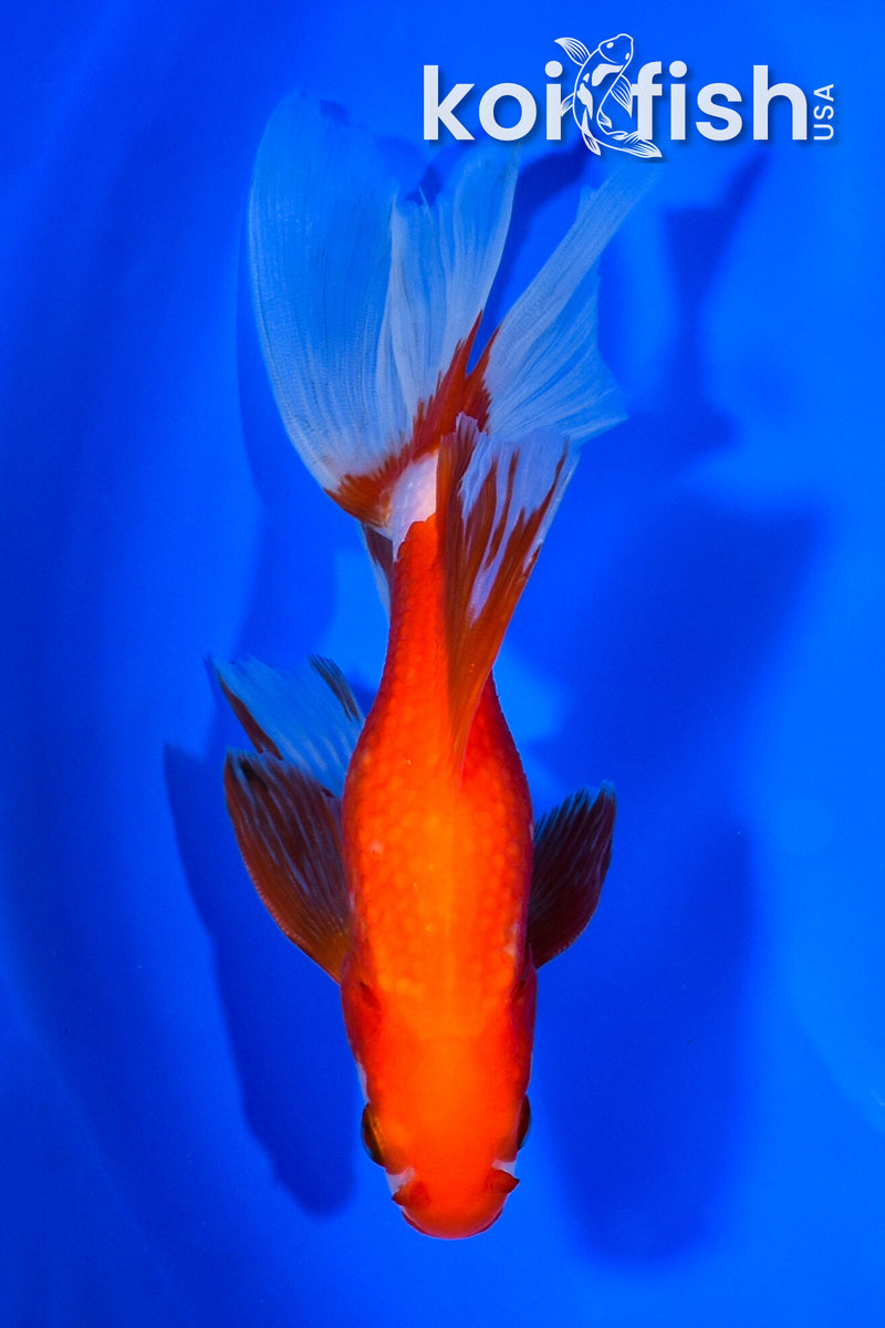 6.25" WATONAI GOLDFISH