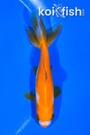 4" WAKIN GOLDFISH