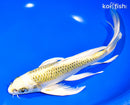 10" KUJAKU BUTTERFLY