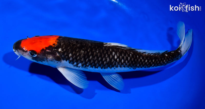 12.75" TANCHO GOSHIKI