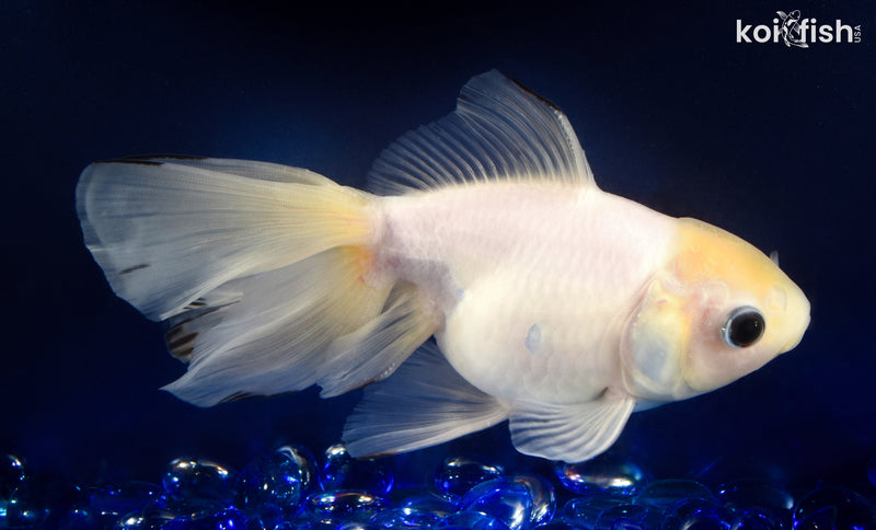 6.25" ORANDA GOLDFISH