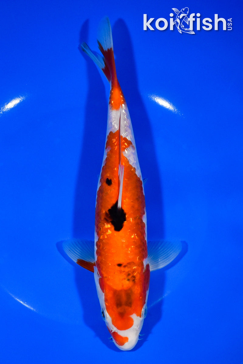 8.5" GINRIN SANKE