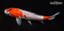7.5" GOSHIKI