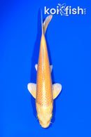 5.75" YAMABUKI OGON