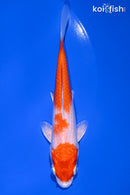 5.5" HARIWAKE
