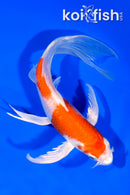 7.75" HARIWAKE BUTTERFLY