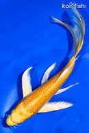 7" YAMABUKI OGON BUTTERFLY