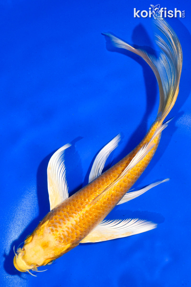 7" YAMABUKI OGON BUTTERFLY