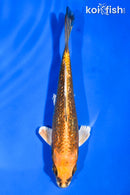 5.5" GINRIN ORENJI MATSUBA