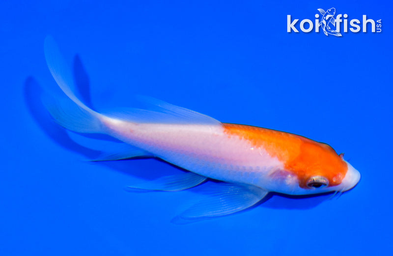 5.5" KOHAKU BUTTERFLY