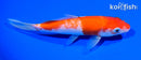 6" KOHAKU