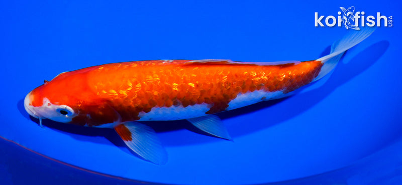 8.25" GINRIN KOHAKU