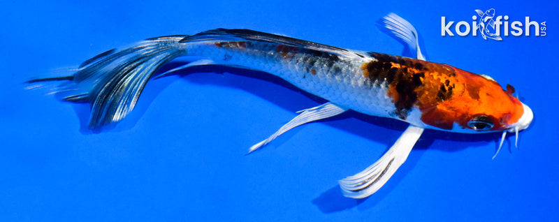 5" YAMATO NISHIKI BUTTERFLY