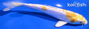 6.75" DOITSU LEMON HARIWAKE
