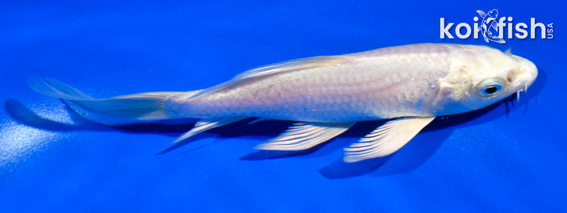 5" PLATINUM OGON BUTTERFLY