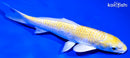 6.25" LEMON HARIWAKE