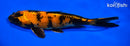 8" KIN HI UTSURI