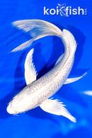 8" GINRIN PLATINUM OGON BUTTERFLY