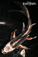 7.75" KUJAKU BUTTERFLY