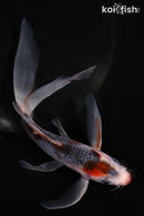 6.5" KUCHIBENI HI ASAGI