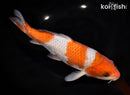 9.5" OCHIBA SHIGURE