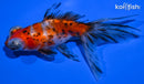 4.5" CALICO TELESCOPE FANTAIL GOLDFISH