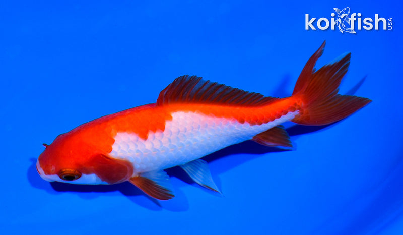 5" WAKIN GOLDFISH