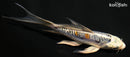 5.5" HEISEI NISHIKI BUTTERFLY