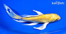7.75" GINRIN YAMABUKI OGON BUTTERFLY